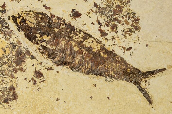 Detailed Fossil Fish (Knightia) - Wyoming #186454